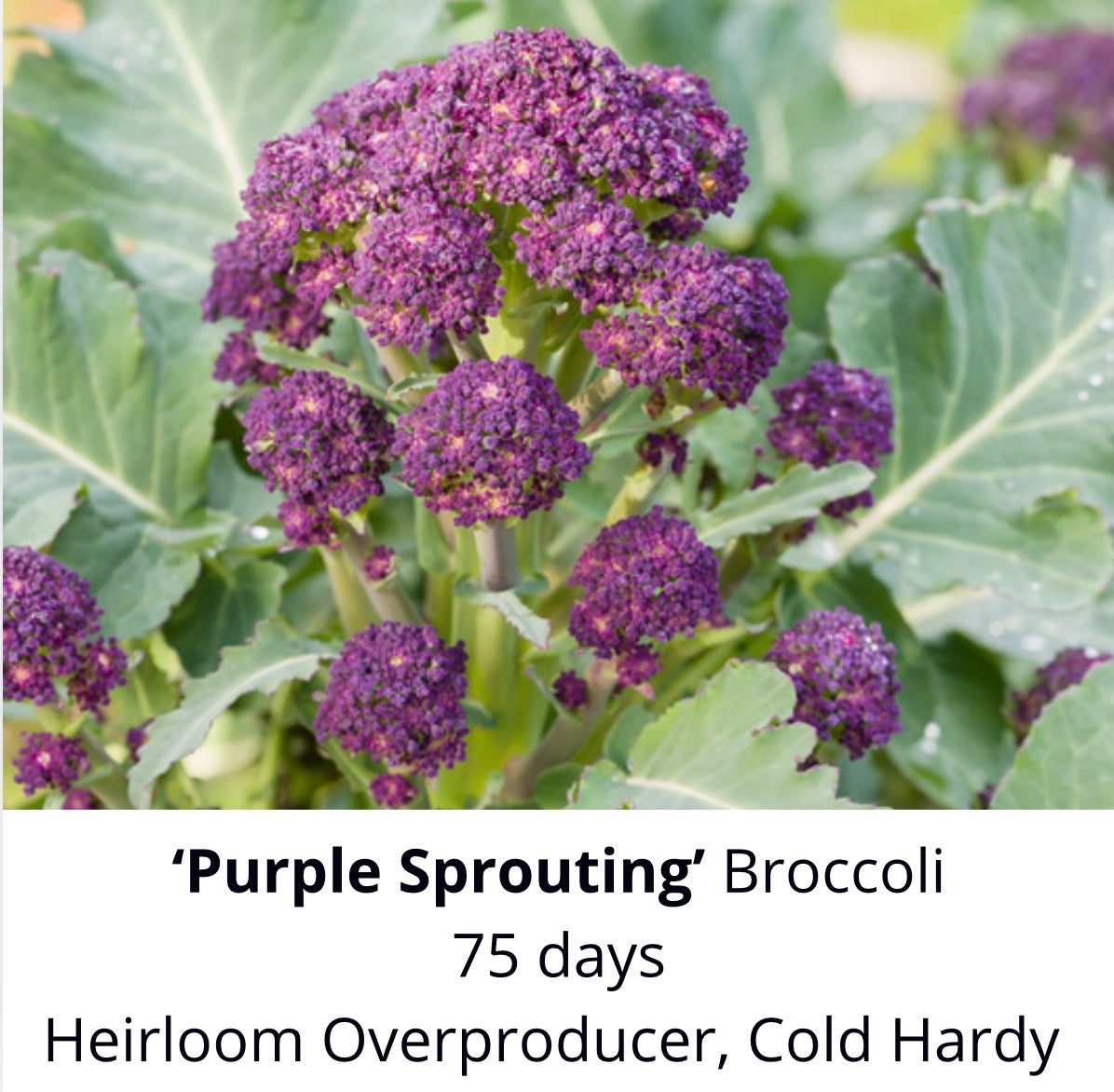 ‘Purple Sprouting’ Broccoli