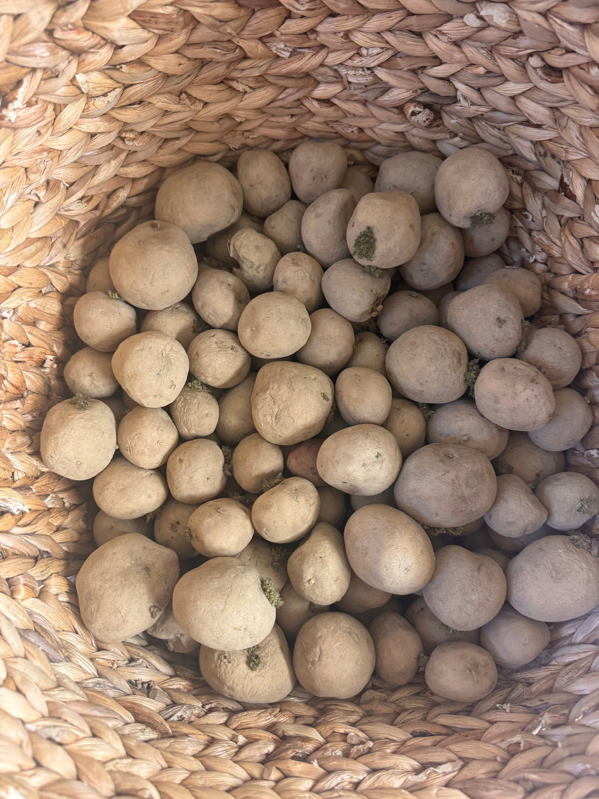 ‘Yukon Gold’ seed potatoes