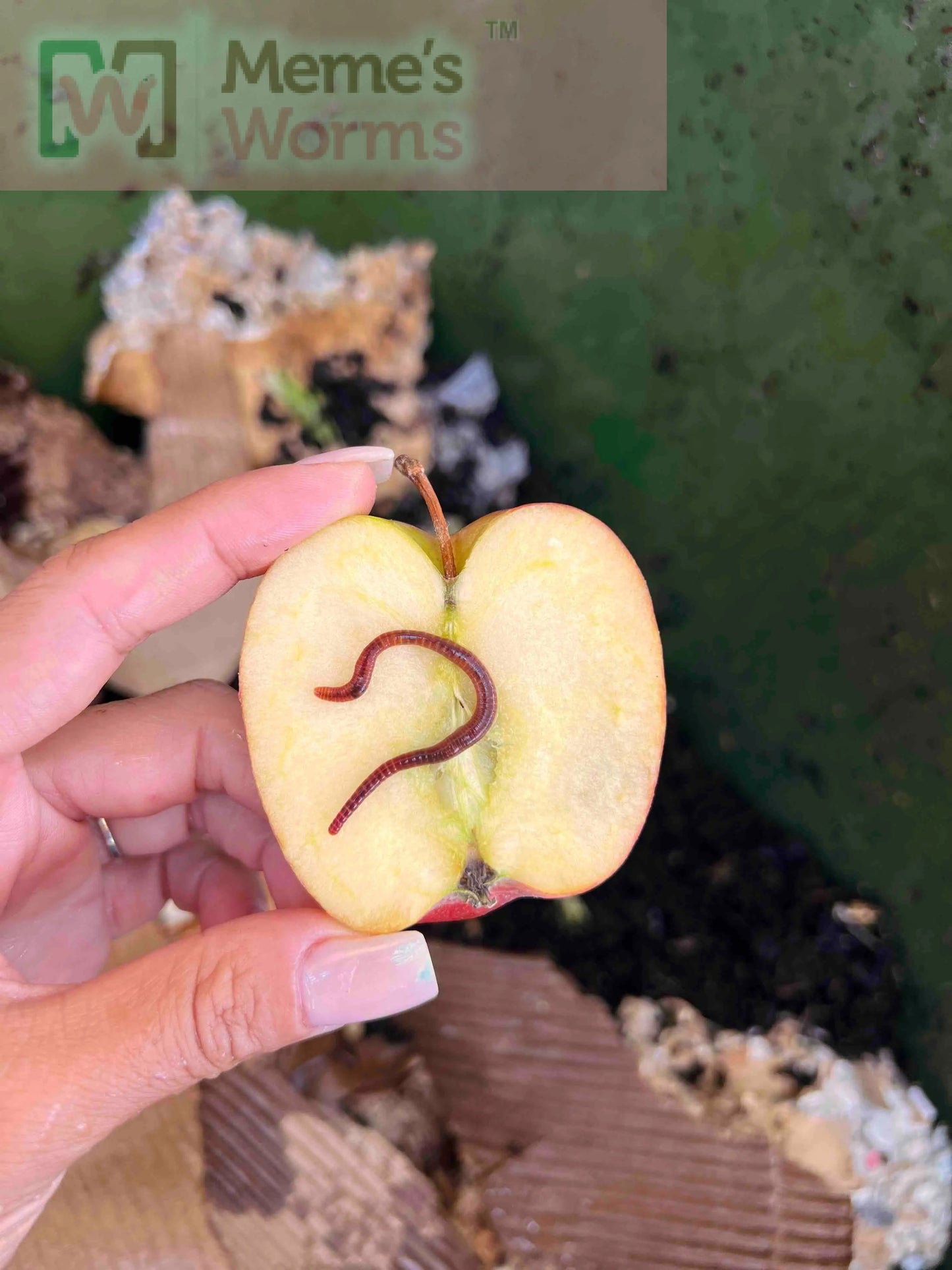 Pure Red Wiggler Composting Worms (SC)