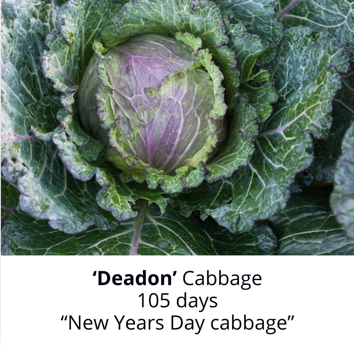 ‘Deadon’ Cabbage