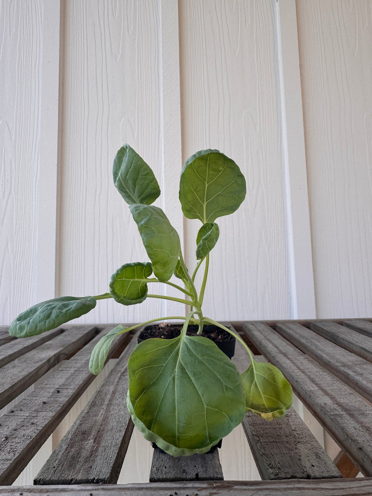 ‘Groninger’ Brussels Sprouts