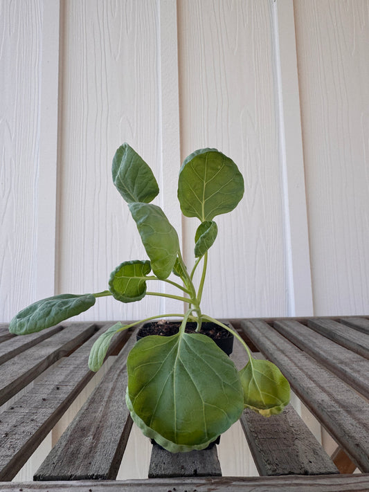 ‘Groninger’ Brussels Sprouts