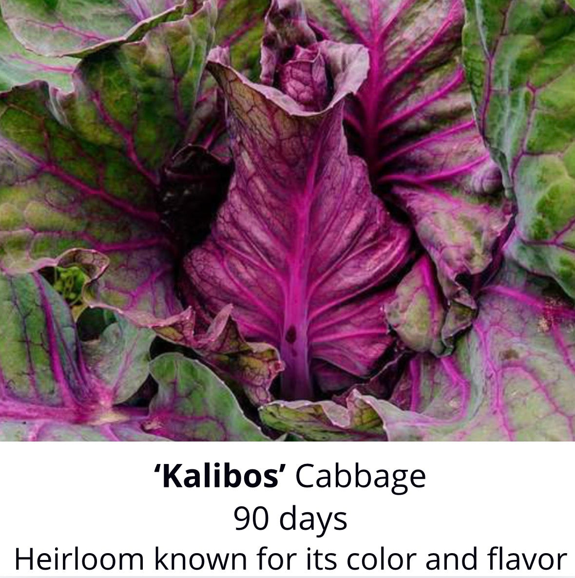 ‘Kalibos’ Cabbage