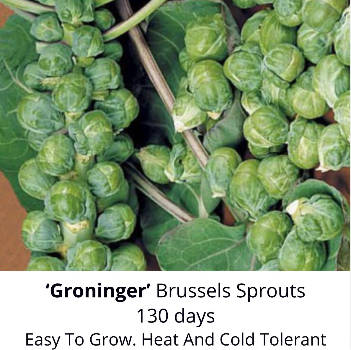 ‘Groninger’ Brussels Sprouts
