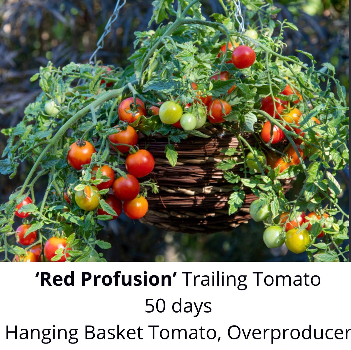‘Red Profusion’ Tomato