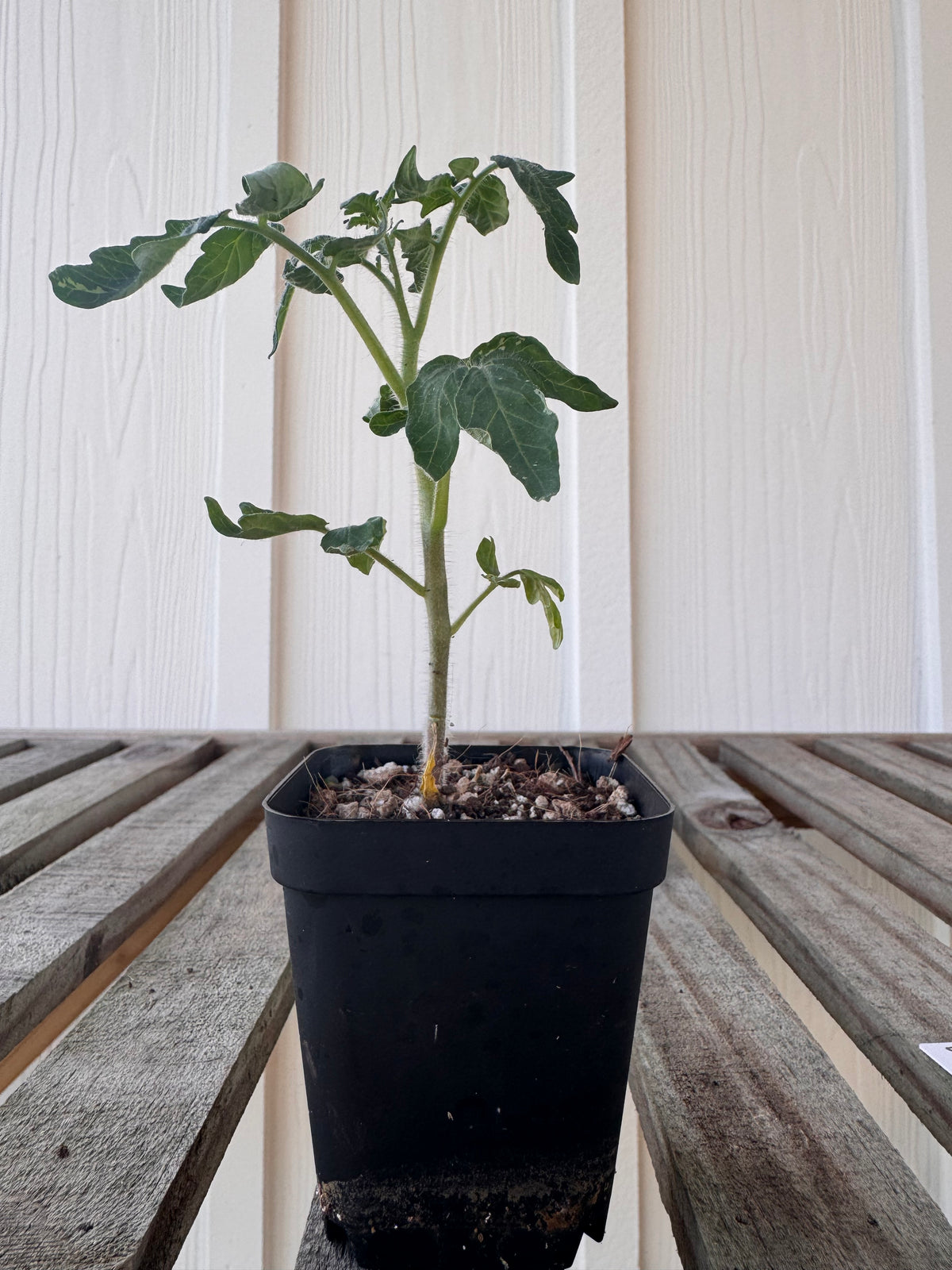 ‘Dwarf Flashy Ace’ Tomato