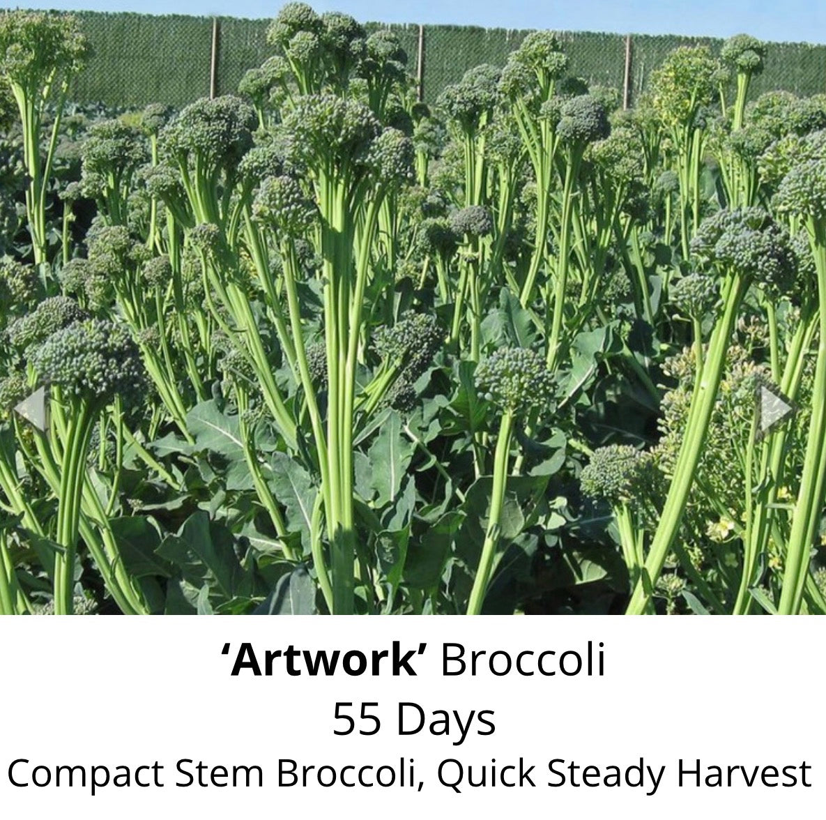 ‘Artwork Broccoli’