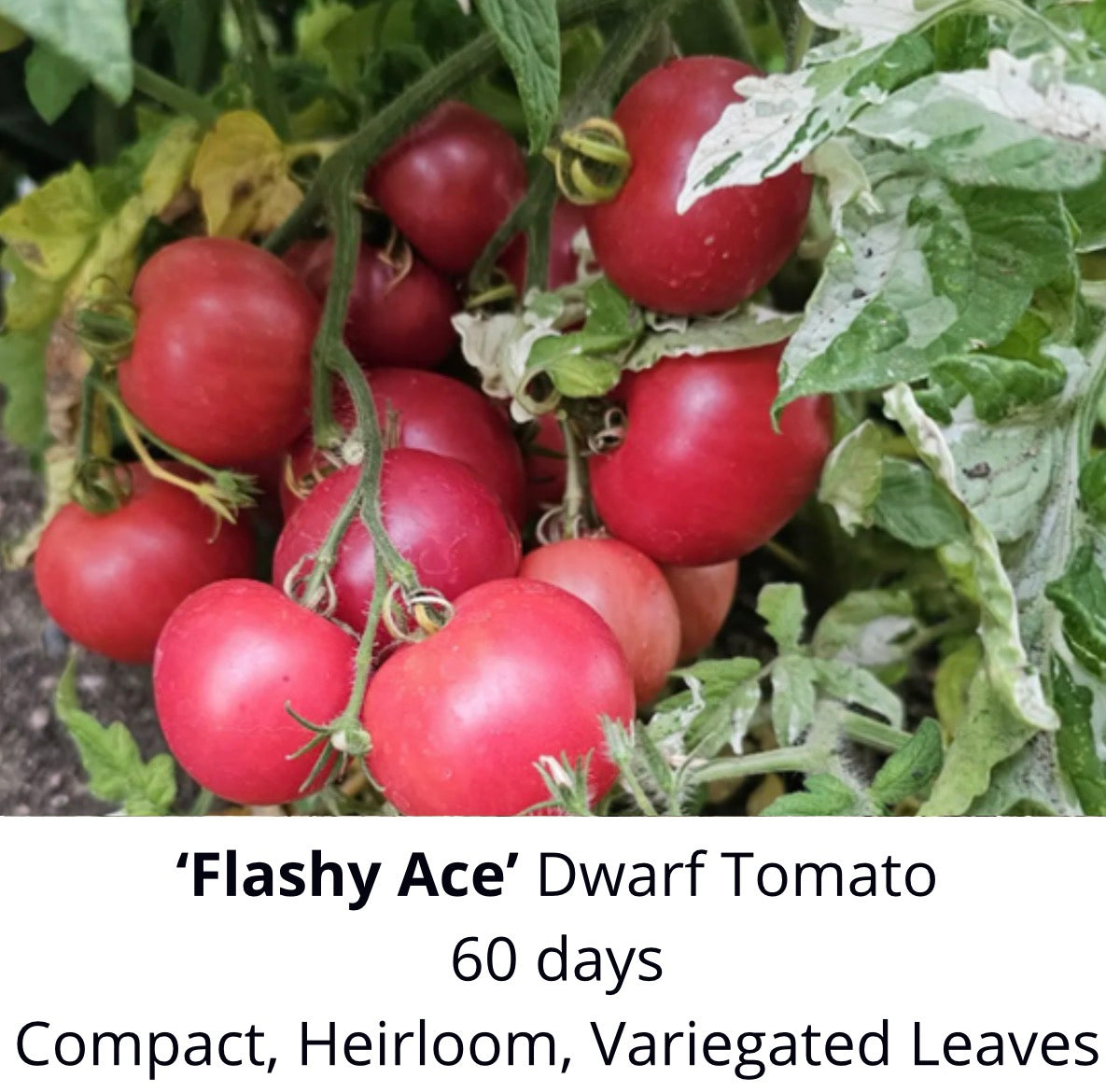‘Dwarf Flashy Ace’ Tomato