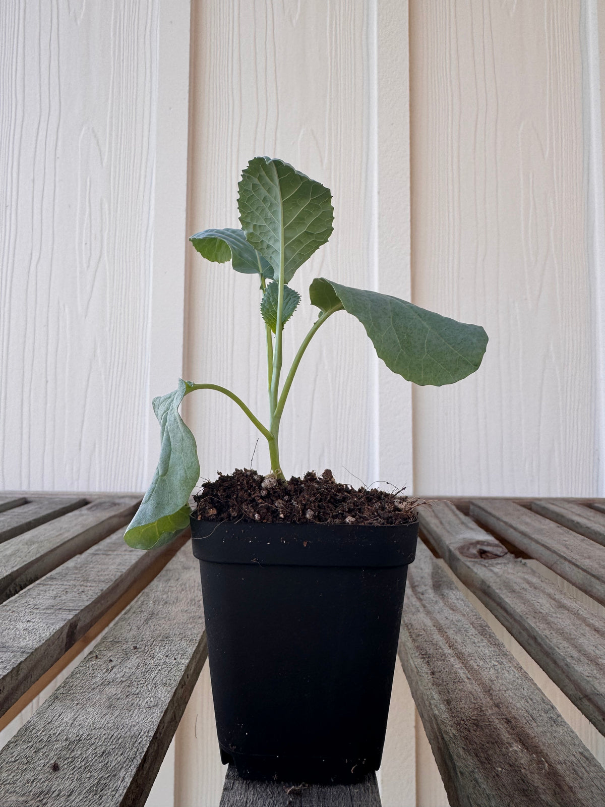 ‘Deadon’ Cabbage