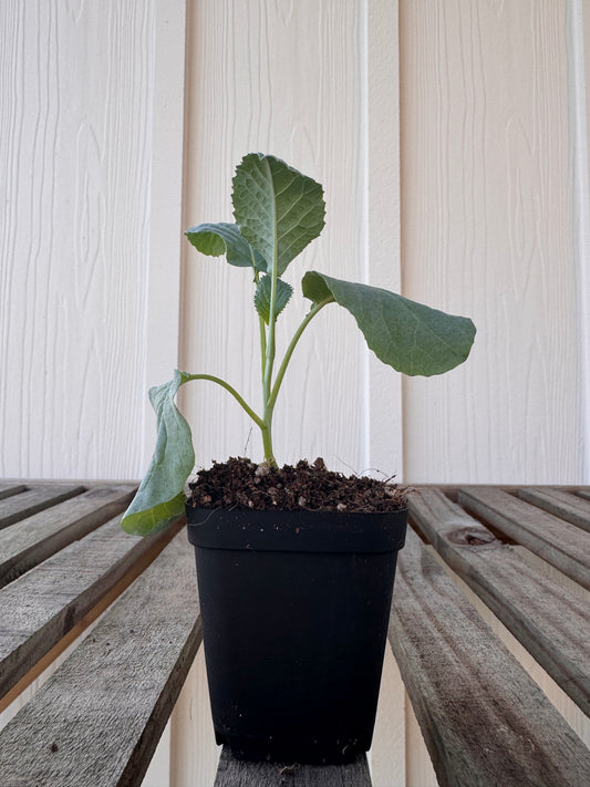 ‘Deadon’ Cabbage