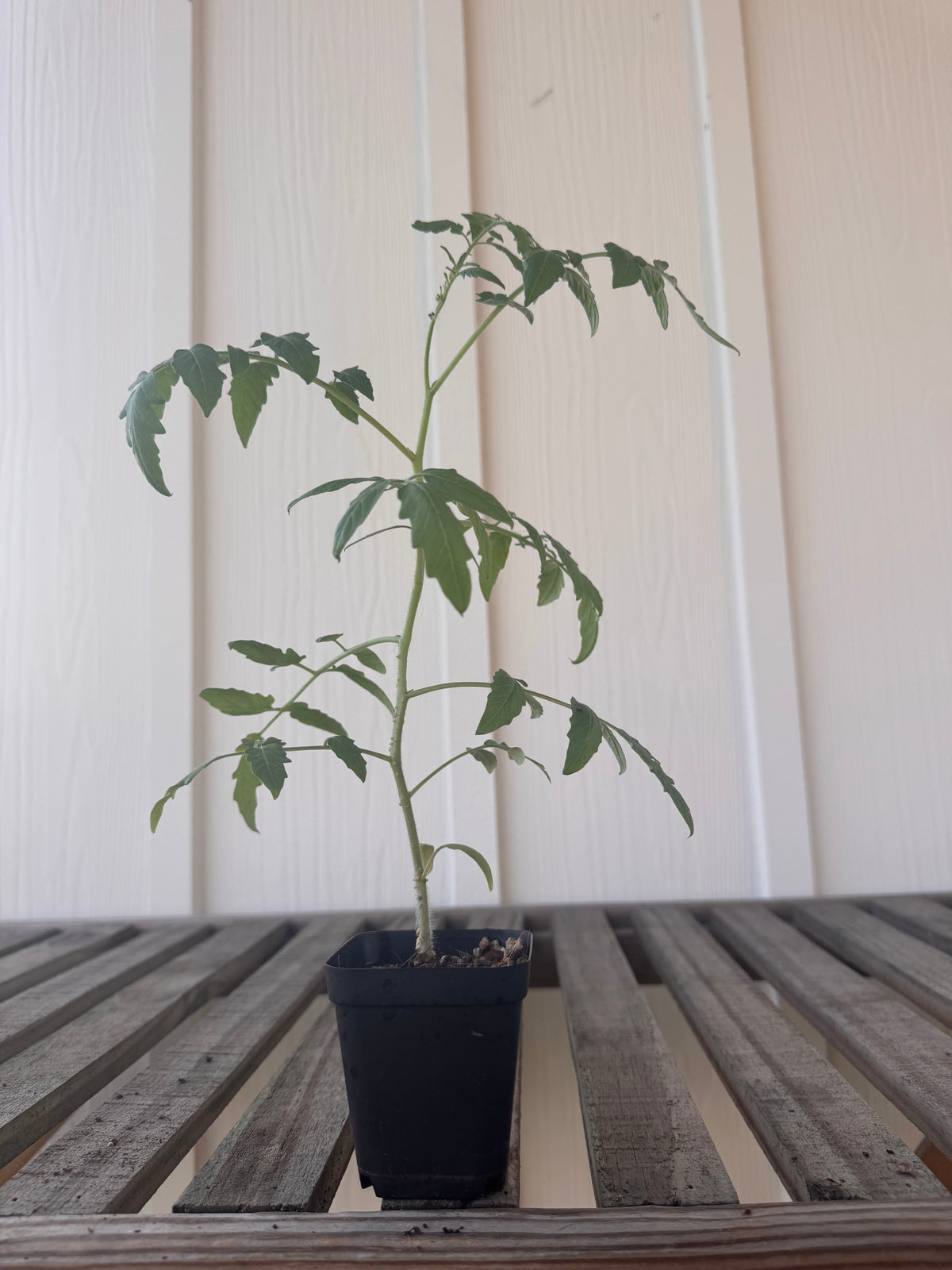 ‘Red Profusion’ Tomato