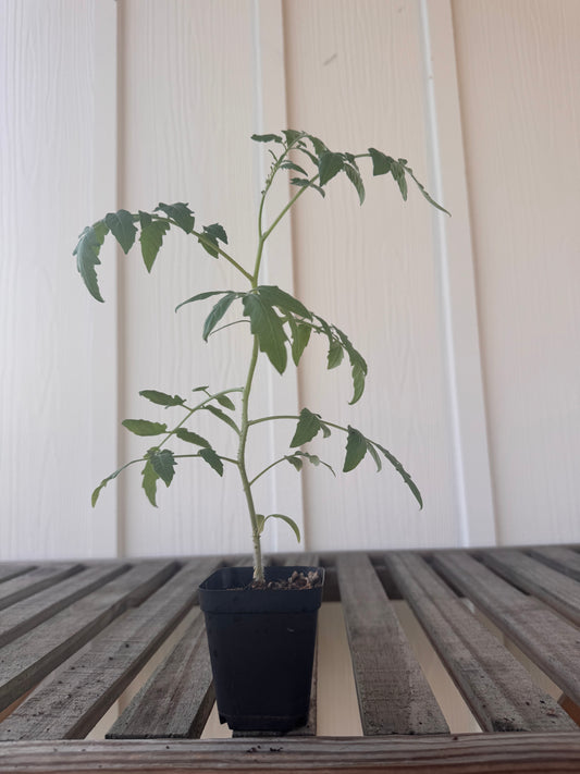 ‘Red Profusion’ Tomato